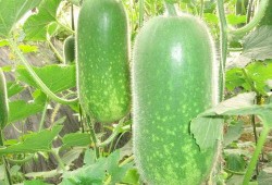 热门大瓜往期内容,那些你不知道的内幕与真相